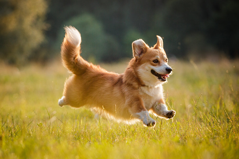 Electrolytes and Hydration for Active Dogs