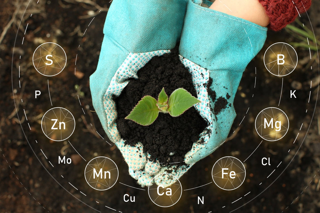 hands wearing blue gloves holding dirt with small plant growing in the middle of it