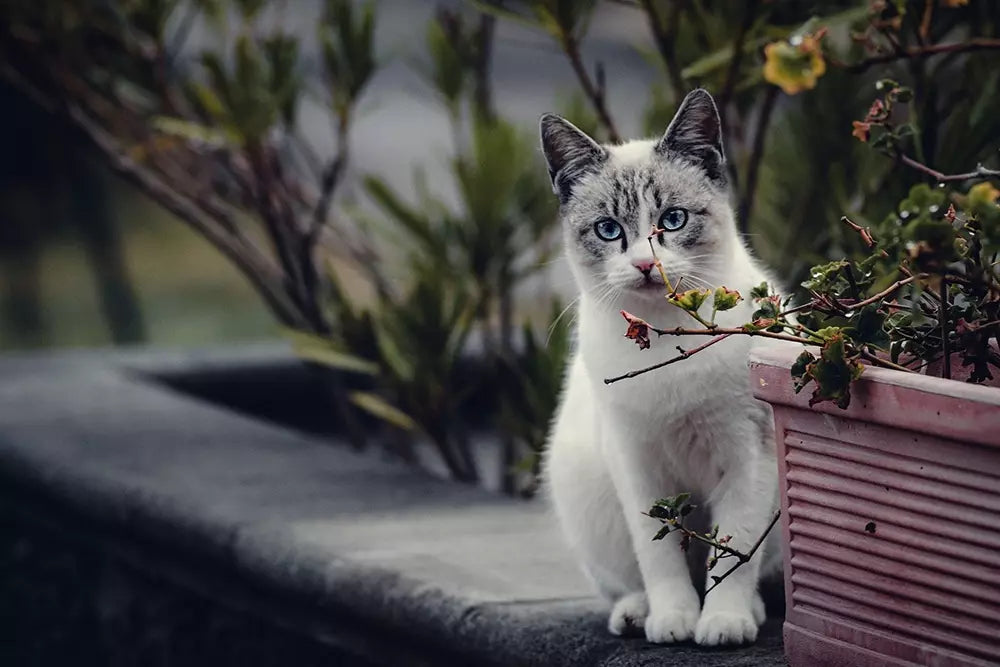 White cat with blue eyes sitting on grey wall