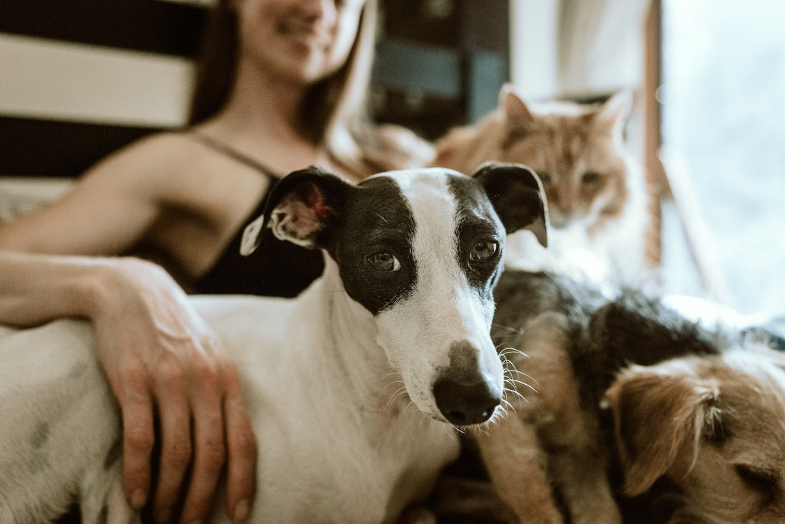 dog and cat sitting with woman