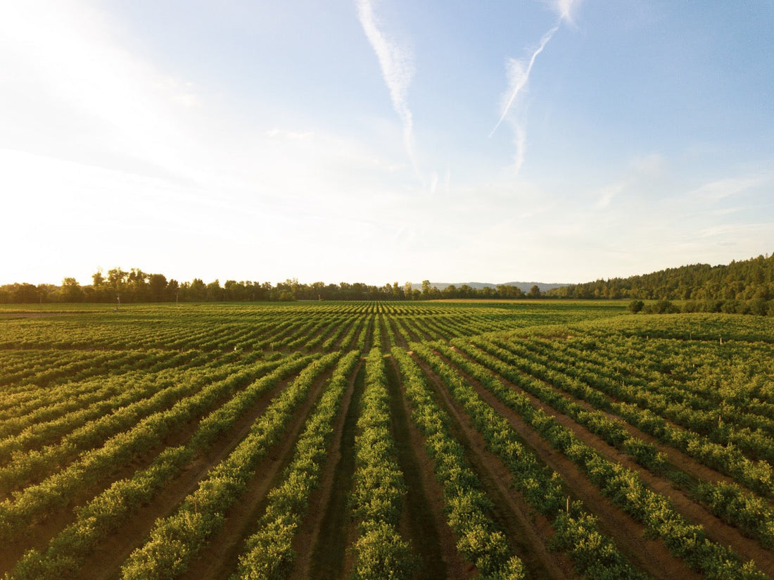 rows of plants in open field