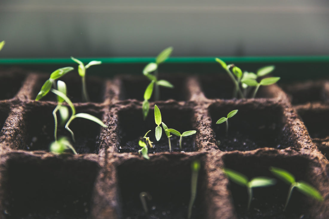 A Beginner's Guide to Identifying & Combatting Garden Plant Mineral Deficiencies