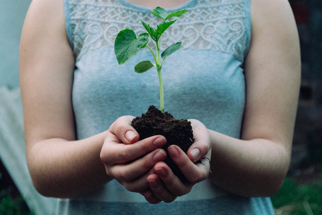Keeping Your Houseplants Healthy With Humic and Fulvic Minerals