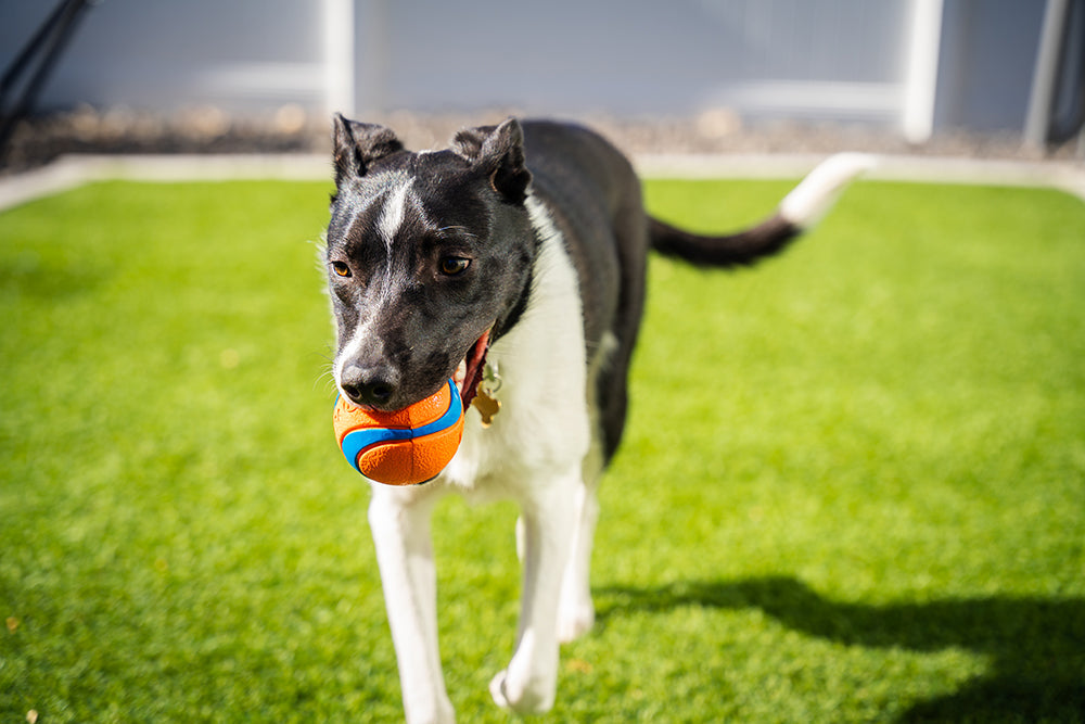 Hydrate and Thrive: The Importance of Minerals for Active Pets