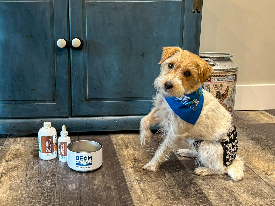 All Star Jack Russells: Willie & Windy’s Journey