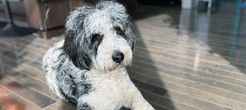 cute dog laying on floor