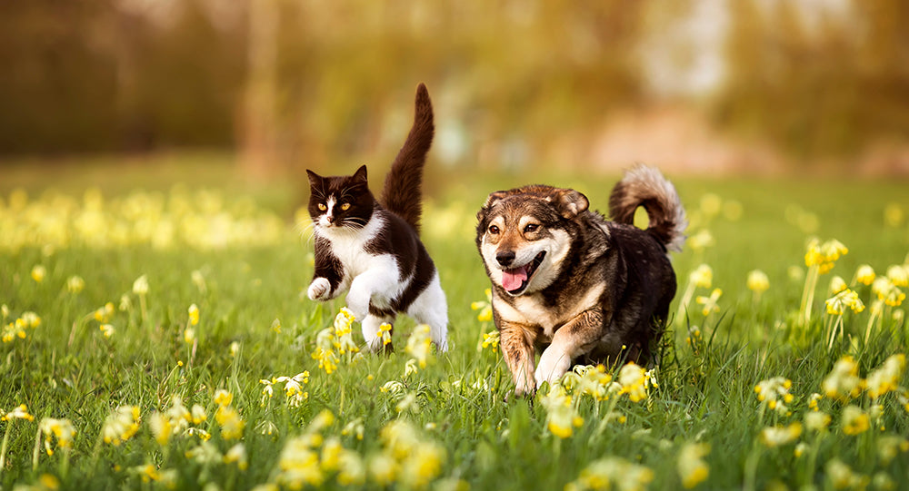 cat and dog running through a field