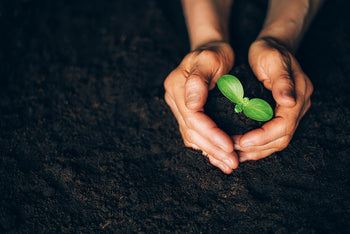 hands holding seedling in the dirt