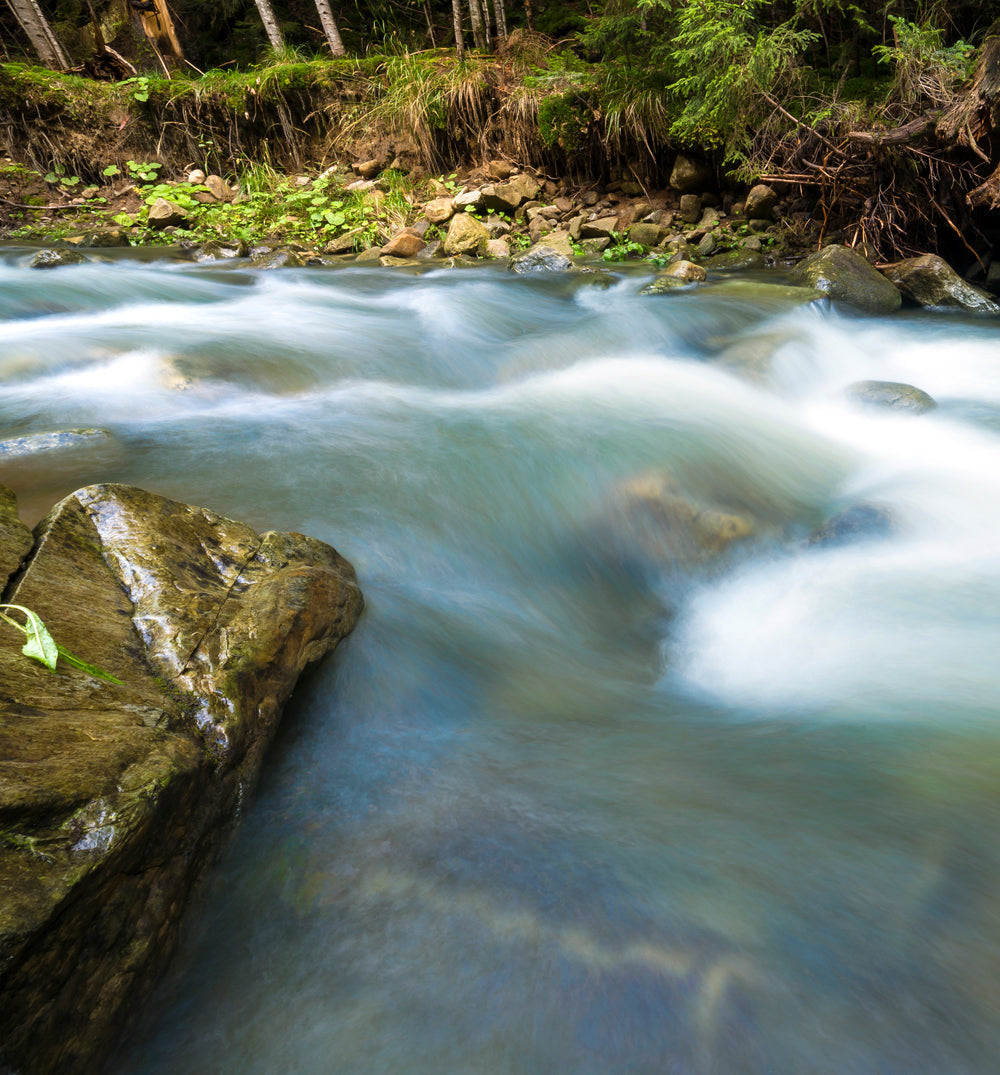 river through a forest