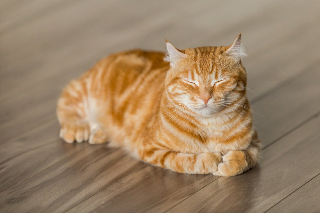 orange cat sitting on the floor with eyes closed