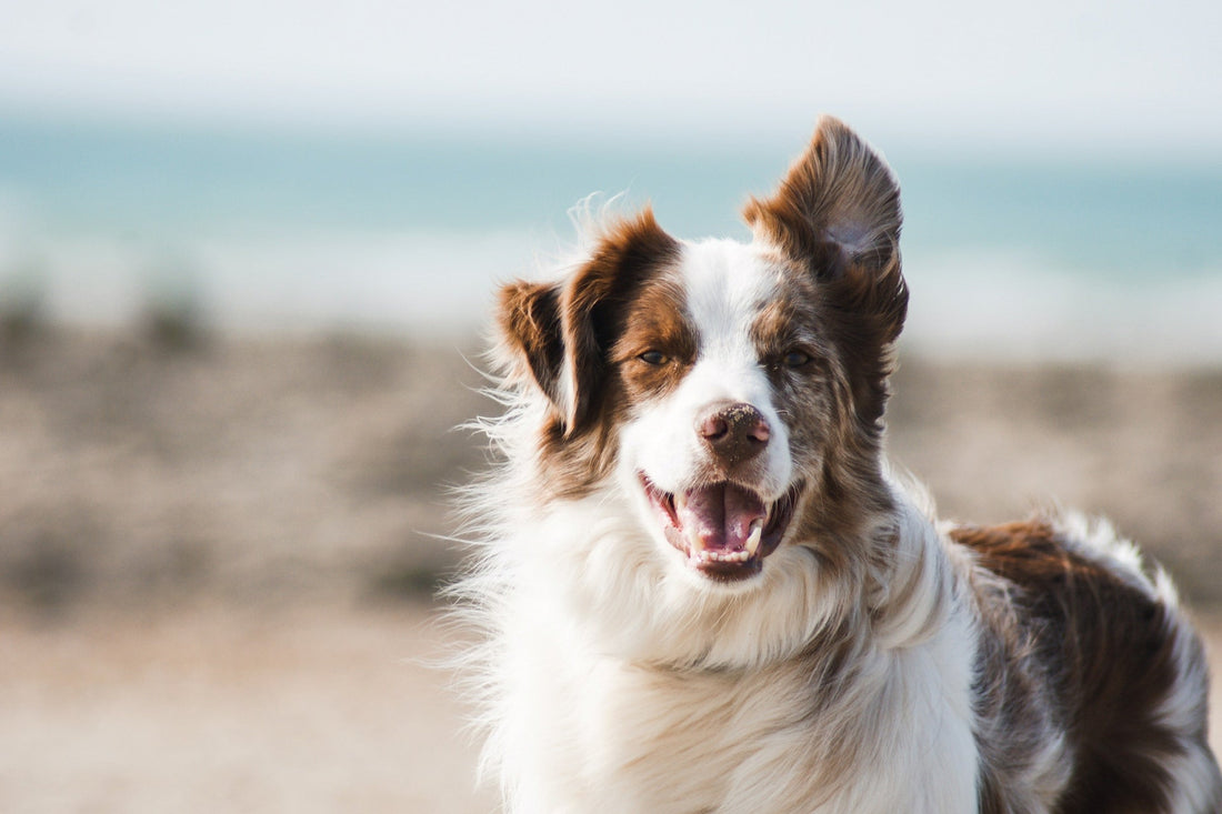 Australian Shephard dog