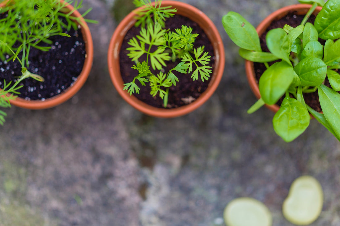 Essential Minerals for Plant Growth How to Use Them in Gardening
